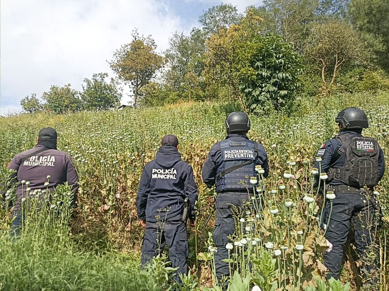 En Zoquitlán, Policía Estatal y Municipal aseguran sembradío de amapola