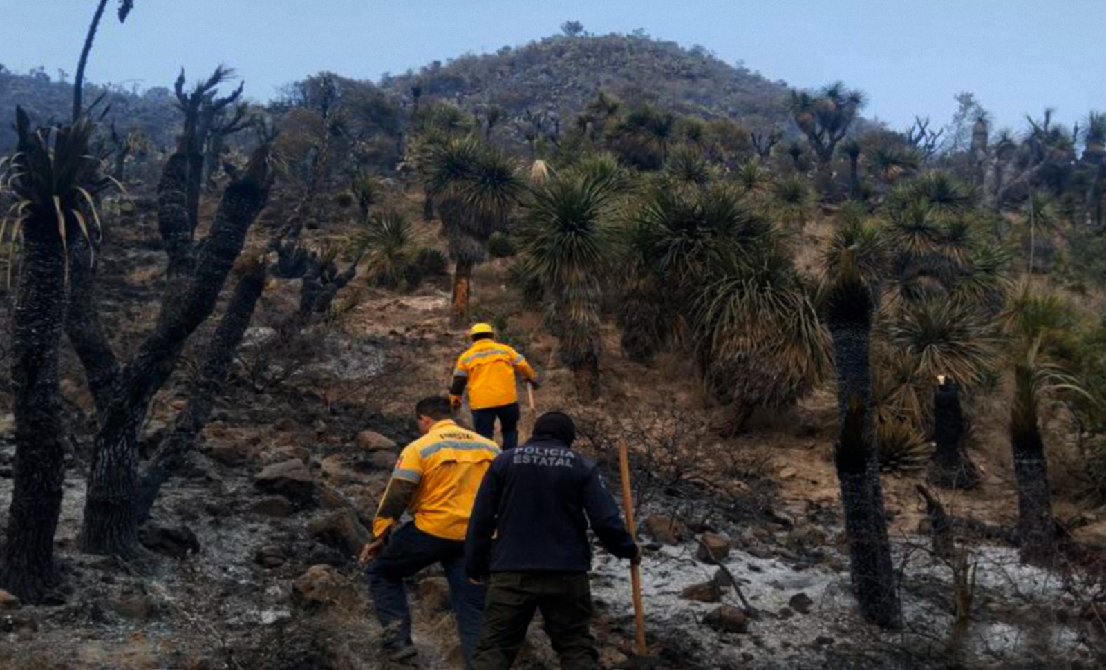 Coordinación interinstitucional fortalece combate a incendios forestales
