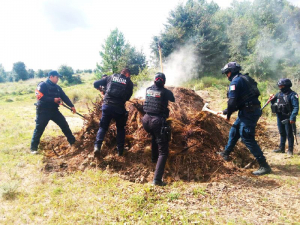 Inhabilita Policía Forestal 11 hornos clandestinos para la deshidratación de madera