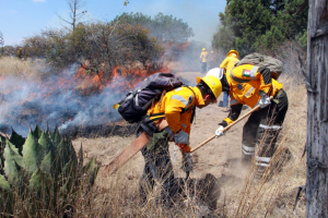Labores preventivas, permiten resultados exitosos de la Policía Forestal