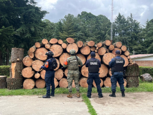 En operativos, SSP asegura más de 130 piezas de madera
